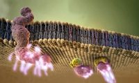 医疗生物化学概论细胞结构视频：生物医学三维动画制作