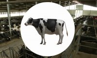 农业畜牧业奶牛饲养：工程动画演示、虚拟演示三维动画制作